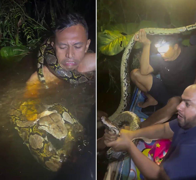 Изрображение 'Шестиметровый питон едва не задушил гида в Индонезии (видео)'