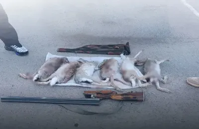 Изрображение 'Минэкологии объявило ноябрь месяцем борьбы с браконьерством'