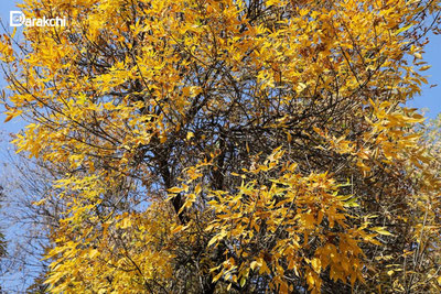 Изрображение 'В Узбекистане сегодня до +17'