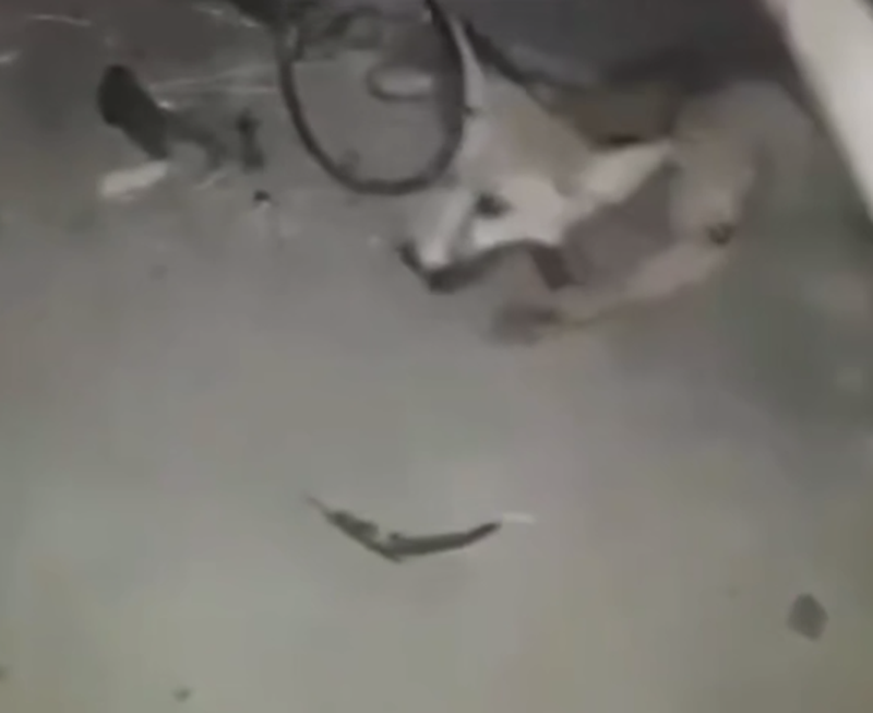 Изрображение 'Личность автора видео с избиением лисы установили: материалы переданы в УВД Кашкадарьи'