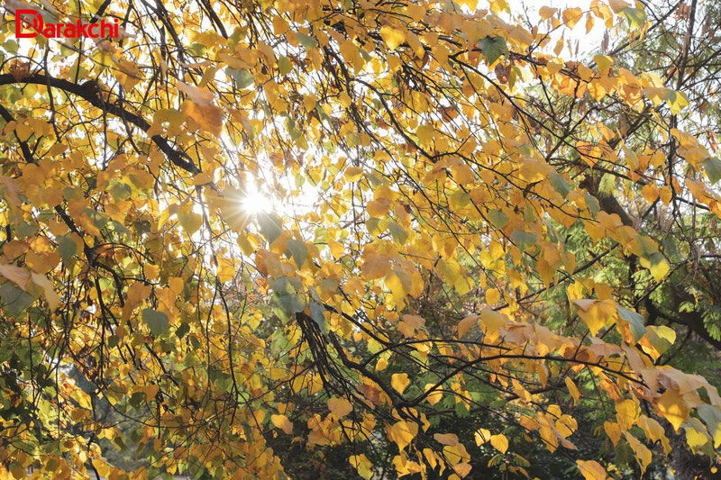 Изрображение 'В Ташкенте сегодня +17'