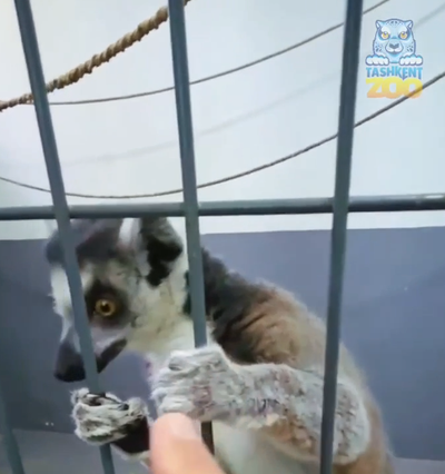 Изрображение 'В Ташкентском зоопарке рассказали о здоровье изъятого на птичьем рынке лемура'