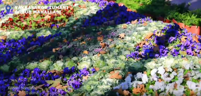 Изрображение 'После уничтожения можжевельников на улице Бабура столичный хокимият отчитался об ее "озеленении"'