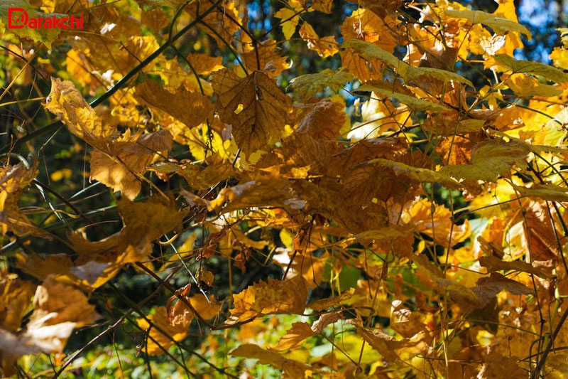 Изрображение 'Какая погода ждет узбекистанцев на новой рабочей неделе?'