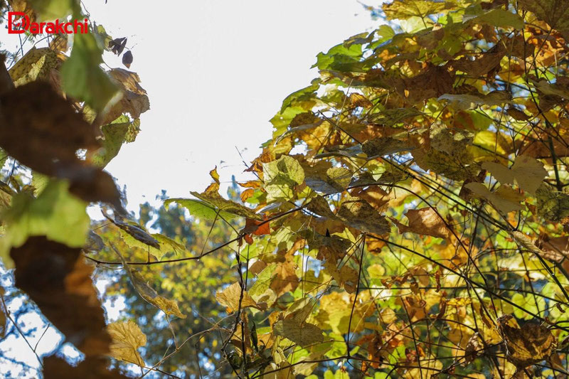 Изрображение 'В Узбекистане сохраняется необычайно теплая для второй половины ноября погода'