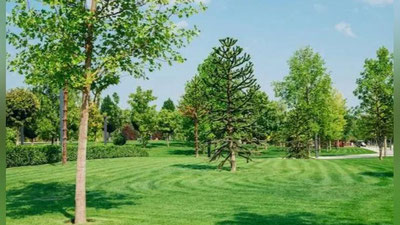 Изрображение 'Жители смогут блокировать выделение и застройку участков с деревьями'