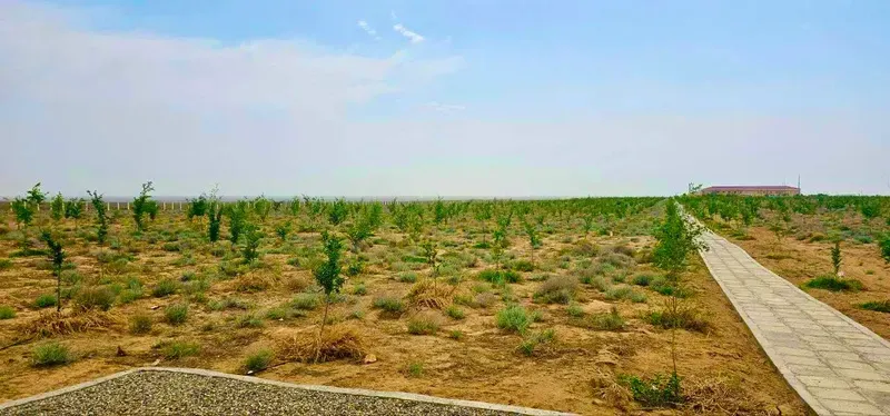Изрображение 'Граждане смогут добровольно отдавать кэшбеки через приложение Soliq на посадку деревьев'
