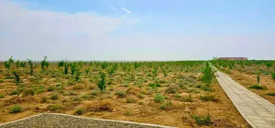 Изрображение 'Граждане смогут добровольно отдавать кэшбеки через приложение Soliq на посадку деревьев'