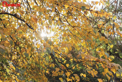 Изрображение 'В Ташкенте сегодня +18'