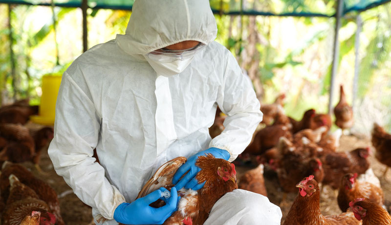 Image of 'The world's first human death from bird flu was recorded.'