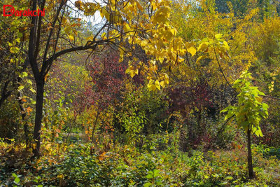 Image of 'What will the weather be like today?'