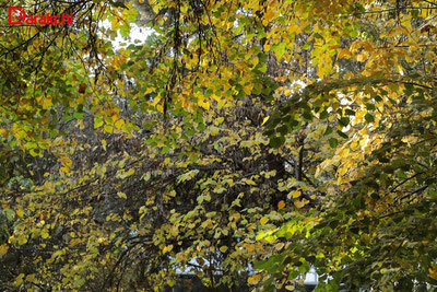 Изрображение 'В Ташкенте погода без изменений: +17, без осадков'