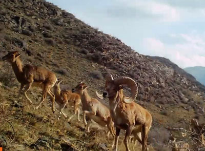 'Ўзбекистон чегараларидан 600  яқин ҳайвонлар олиб ўтишга уринишган. Улар орасида нобуд бўлганлари ҳам бор'ning rasmi