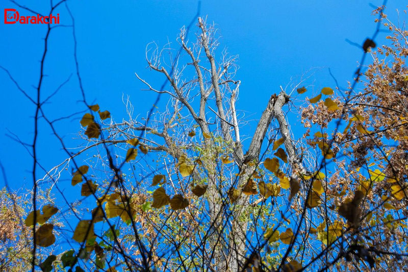 Изрображение 'Объем осадков в Ташкенте приблизился к историческому минимуму'