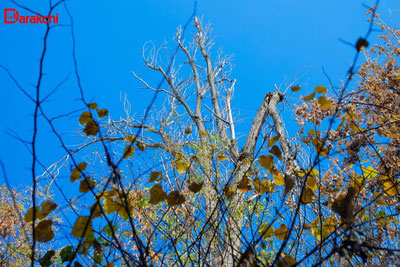 Изрображение 'Объем осадков в Ташкенте приблизился к историческому минимуму'