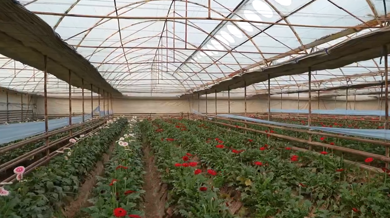 Изрображение 'Уже 68 тепличных хозяйств столичного региона перешли на газ'