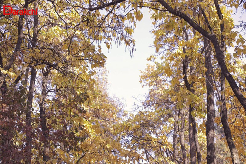 Изрображение 'В Ташкенте погода без изменений: +17 днем'