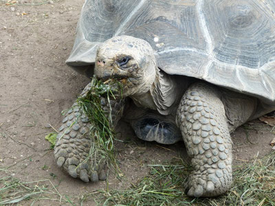 Изрображение 'В зоопарке в США умерла 141-летняя черепаха, пережившая обе мировые войны'