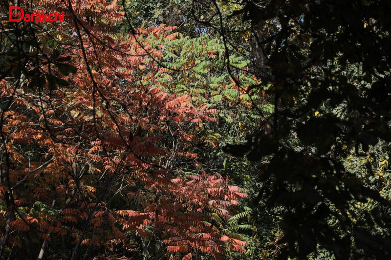 Image of 'What kind of weather are Uzbekistanis expecting today?'