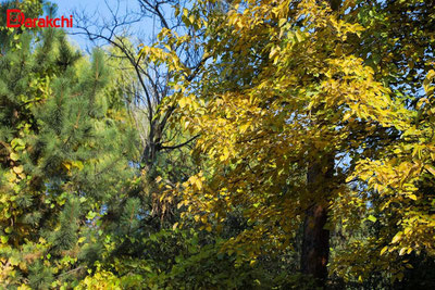 Изрображение 'В Ташкенте погода без изменений: +17'