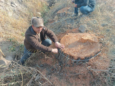 Изрображение 'В Бухарской области ищут неизвестного, спилившего на дрова 4 многолетних дерева'