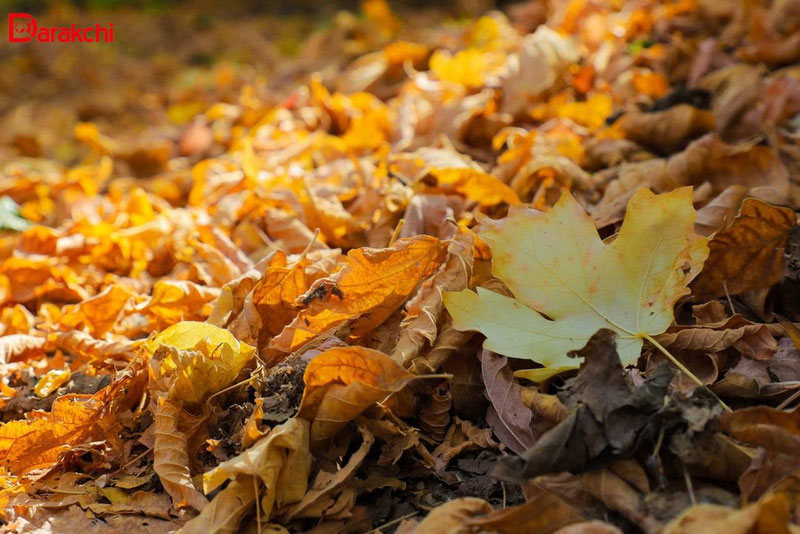 'Бугун об-ҳаво қандай бўлади?'ning rasmi