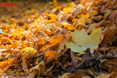 'Бугун об-ҳаво қандай бўлади?'ning rasmi