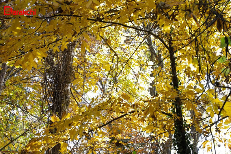 Изрображение 'Какая погода сегодня днем ждет узбекистанцев?'