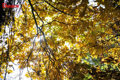 Изрображение 'В Ташкенте сегодня немного прохладней: +14'