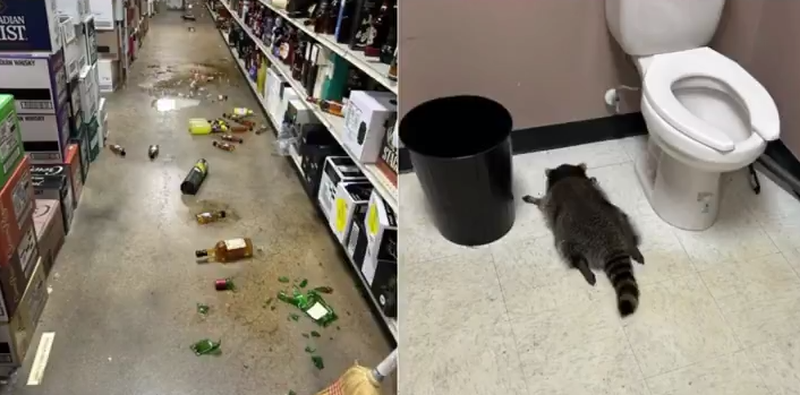 Изрображение 'В США пьяный енот разгромил магазин'
