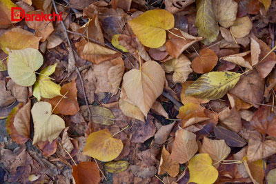 'Бугун айрим ҳудудларда ёмғир ёғади'ning rasmi