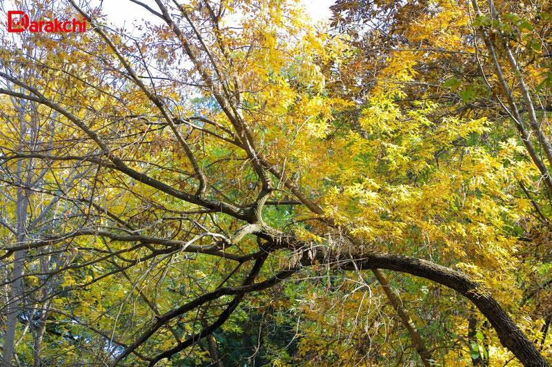 Изрображение 'Прошедшая осень в Узбекистане вошла в топ-5 самых засушливых осенних сезонов'