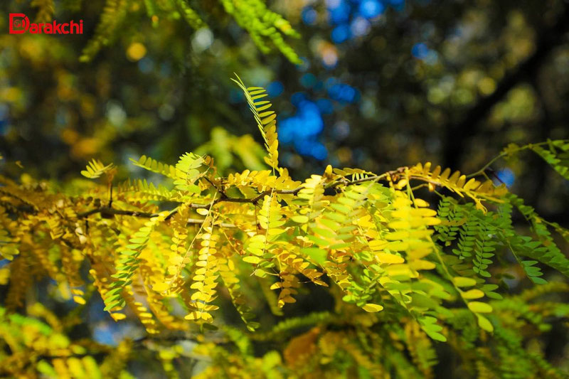 Изрображение 'В Ташкенте к вечеру дождь'