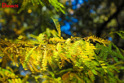 Изрображение 'В Ташкенте к вечеру дождь'