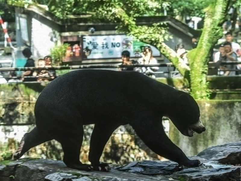 'Xitoyda ayiq bog' xodimga hujum qildi.'ning rasmi