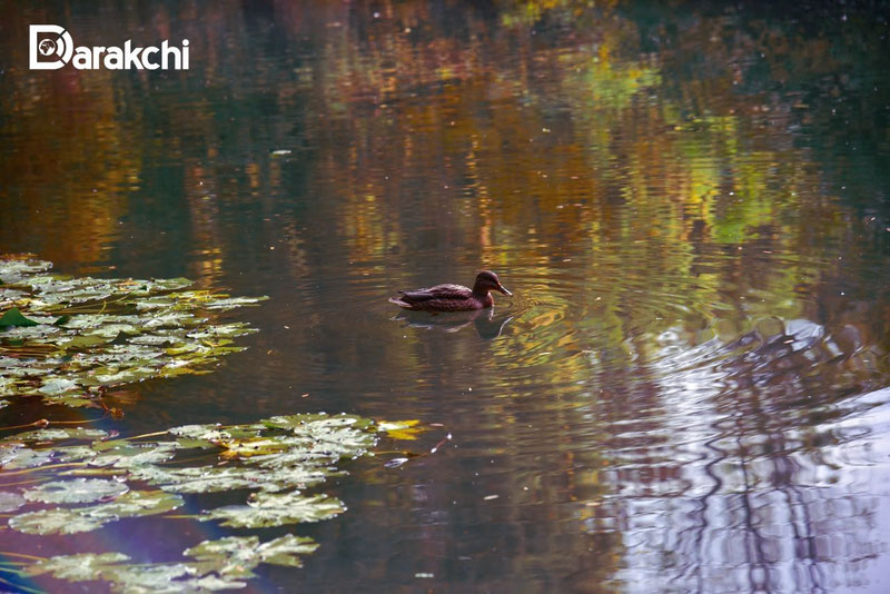 'Бугун Ўзбекистоннинг қайси ҳудудларида ёмғир ёғади?'ning rasmi