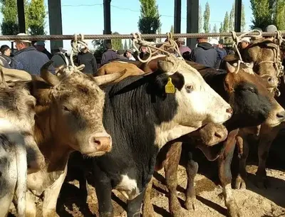 Image of 'In Uzbekistan, 340 small livestock farms will be established based on the French model.'