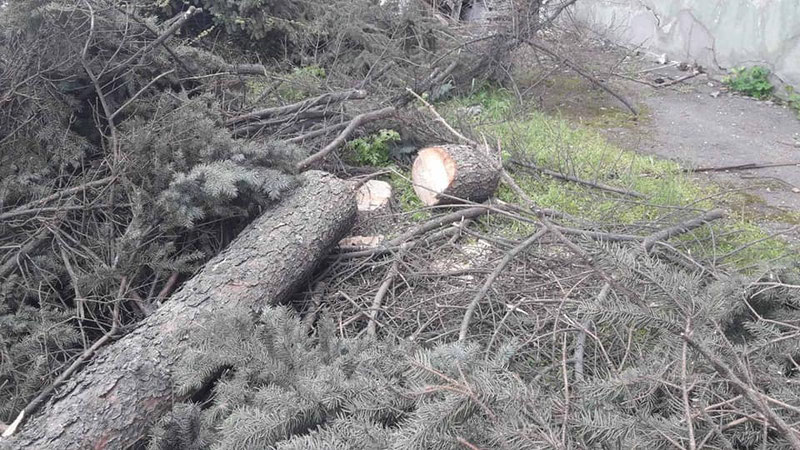 Изрображение 'Агентство лесного хозяйства прокомментировало вырубку многолетних елей в лесхозе'