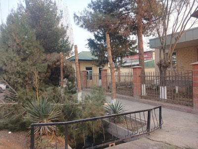 Изрображение 'В Наманганской области электрик снес верхушки сосен ради линии электропередач'