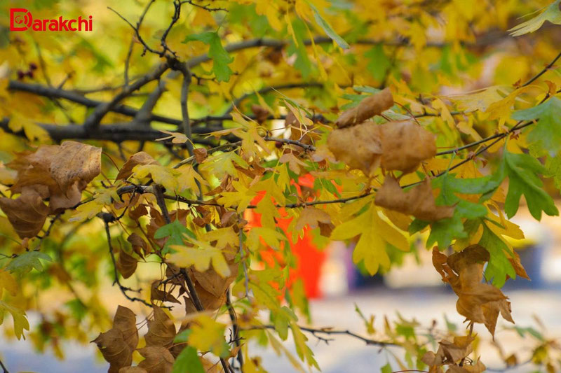 Изрображение 'В Ташкенте к вечеру возможен дождь'