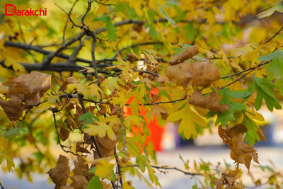 Изрображение 'В Ташкенте к вечеру возможен дождь'
