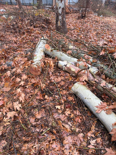 Изрображение 'Факт вырубки деревьев на улице Беруни в Ташкенте подтвердился'
