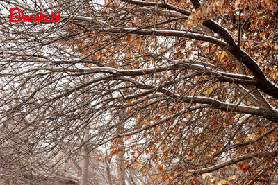 Изрображение 'В Ташкенте сегодня потеплеет до +7'