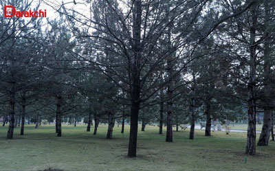 Изрображение 'В Ташкенте сегодня +9'