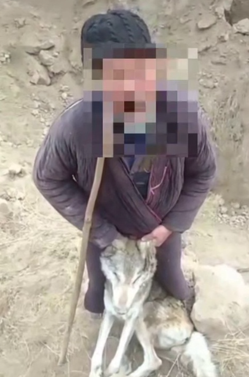 Изрображение 'Житель Сурхандарьи привлечен к ответственности за убийство волка'