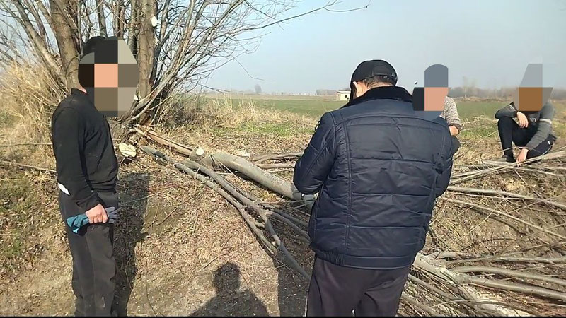 Изрображение 'Житель Самаркандской области заплатит 22 миллиона сумов за самовольную вырубку деревьев'