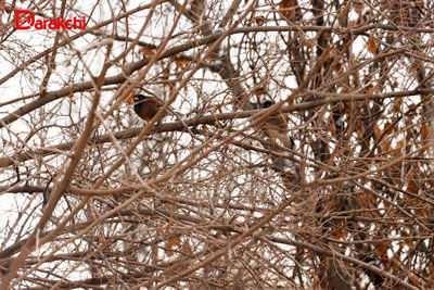 Изрображение 'В Ташкент утром туман, без осадков'