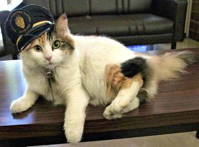 Изрображение 'В Японии кошку назначили смотрителем вокзала (видео)'