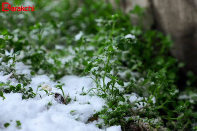 'Бугун қандай об-ҳаво бўлади?'ning rasmi