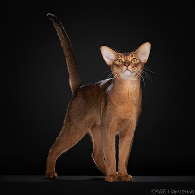 Изрображение 'Названы самые красивые коты 2025 года'